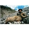 Image 3 : 15-DAY ROCKY MOUNTAIN BIGHORN SHEEP AND WOLF HUNT IN ALBERTA FOR 1 HUNTER AND 1 NON-HUNTER