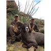 NEW MEXICO DESERT BIGHORN  SHEEP PERMIT