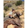 Image 2 : NEW MEXICO DESERT BIGHORN  SHEEP PERMIT