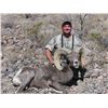 Image 3 : NEW MEXICO DESERT BIGHORN  SHEEP PERMIT