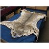 Image 1 : bobcat rug and mount