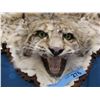 Image 2 : bobcat rug and mount