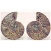 Image 1 : A pair of agate ammonite halves, polished, 5.5ins £250-300...
