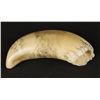 Image 2 : Scrimshaw Whale Tooth