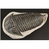 Image 1 : Trilobite Fossil From Morocco