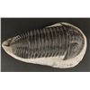 Image 2 : Trilobite Fossil From Morocco