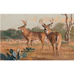 South Texas Gold-Whitetails by Kuhn, Bob