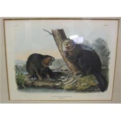 After John James Audubon (American 1785-1851)...