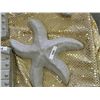 Image 1 : CONCRETE - STAR FISH