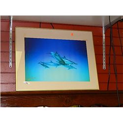 DOLPHIN PICTURE