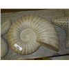 Image 1 : CONCRETE - SNAIL