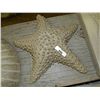 Image 1 : CONCRETE - STAR FISH