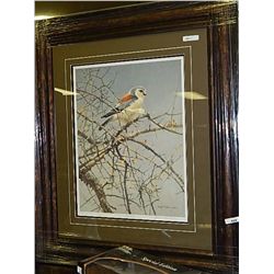 FRAMED LIMITED EDITON PRINT -"PYGMY FALCON - ROBERT BATEMAN