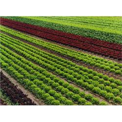 Feld 1297