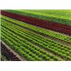 Image 1 : Feld 1297