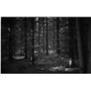 Image 1 : Ohne Titel (Wald)