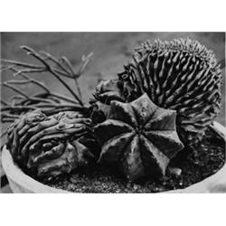 Euphorbia meloformis u. Euphorbia meloformis forma aristata