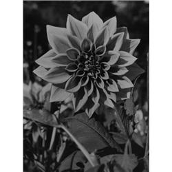 Dahlia (aufgenommen im Park der Familie Warburg, Hamburg-Blankenese)