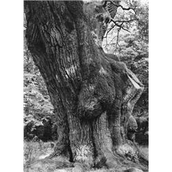Eiche - aus der Serie "Bäume"
