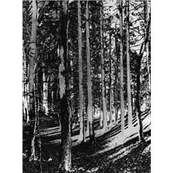Wald