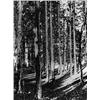 Image 1 : Wald