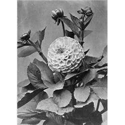 Dahlias