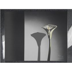 Artist Signed Proof Art Print Modern Flower White Lily