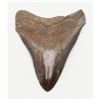 Image 1 : Fossilized shark tooth. 3 ½”x 3”. Est.: $100-$300