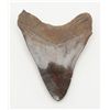 Image 2 : Fossilized shark tooth. 3 ½”x 3”. Est.: $100-$300