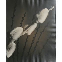 Rowena Fruth, The Star (Message of Spring), Photograph