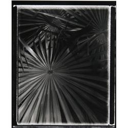 Brad Starks, Palms 1, Photograph