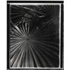 Image 1 : Brad Starks, Palms 1, Photograph