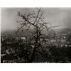 Image 1 : Josef Sudek, The Advent of Spring in Prague, Photograph
