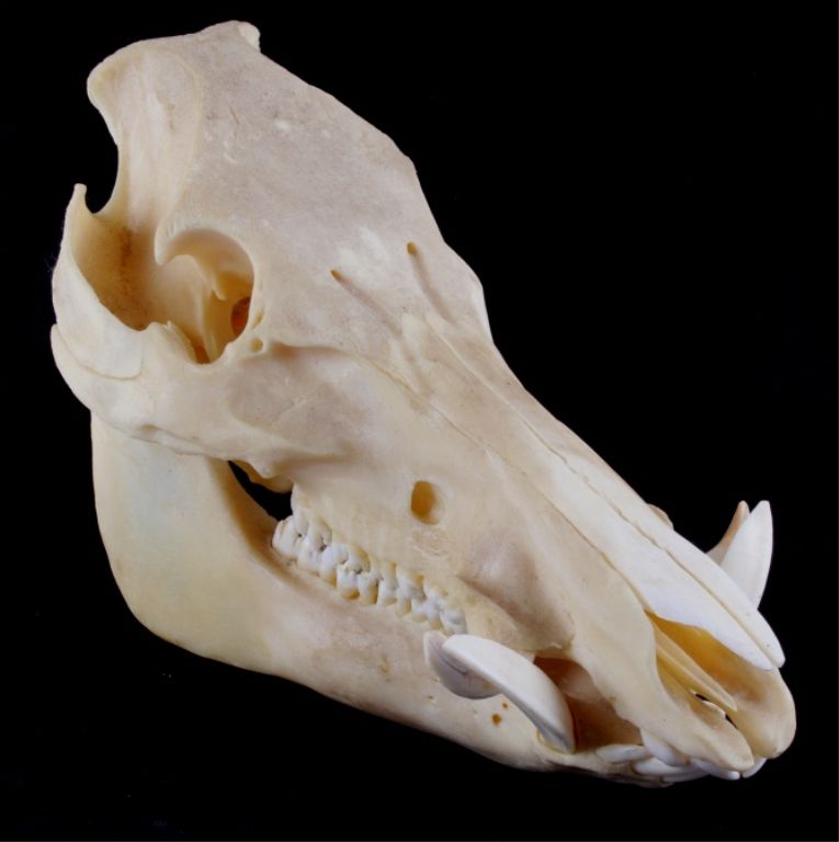 Wild Boar Skull