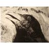 Image 2 : Jim Dine : Crow Art Print