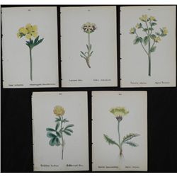 5 Antique Botanical Prints Yellow Flowers German