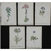 5 Antique Botanical Prints Pink, Blue Flowers German