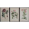 3 Antique Botanical Prints Pink & Purple Flowers 1819-