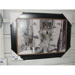 FRAMED PRINT ON BOARD  WOLF THROUGH THE BIRCH TREES 