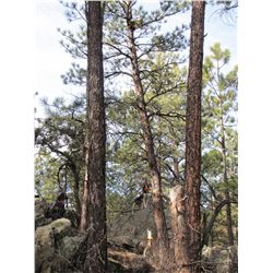 Bobcat Hunt with Comanche Wilderness Outfitters