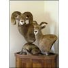 Image 2 : $750 Taxidermy Credit - Alpine Taxidermy