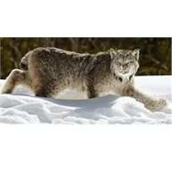 Trapline Experience, Folding Mountain Outfitters, Blair Miller