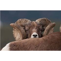 Bighorn by Joey Olivieri