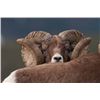 Image 1 : Bighorn by Joey Olivieri