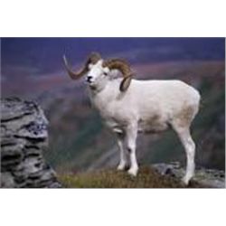 10-Day 2015 Dall Sheep Hunt with Alaska Wilderness Enterprises