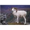 Image 1 : 10-Day 2015 Dall Sheep Hunt with Alaska Wilderness Enterprises