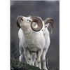 Image 2 : 10-Day 2015 Dall Sheep Hunt with Alaska Wilderness Enterprises