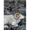 Image 4 : 10-Day 2015 Dall Sheep Hunt with Alaska Wilderness Enterprises