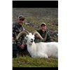 Image 5 : 10-Day 2015 Dall Sheep Hunt with Alaska Wilderness Enterprises
