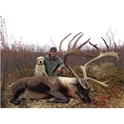 Mountain Caribou Hunt with Ram Head Outfitters, Stan Simpson 2015